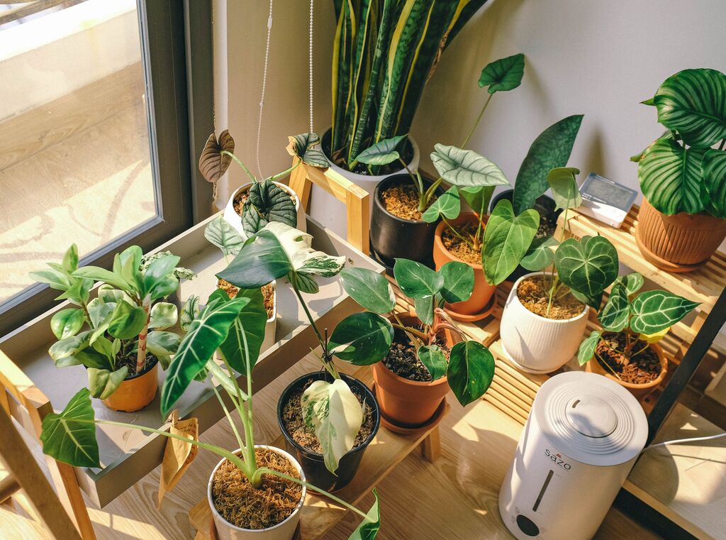 Assorted potted houseplants arranged on a windowsill shelf