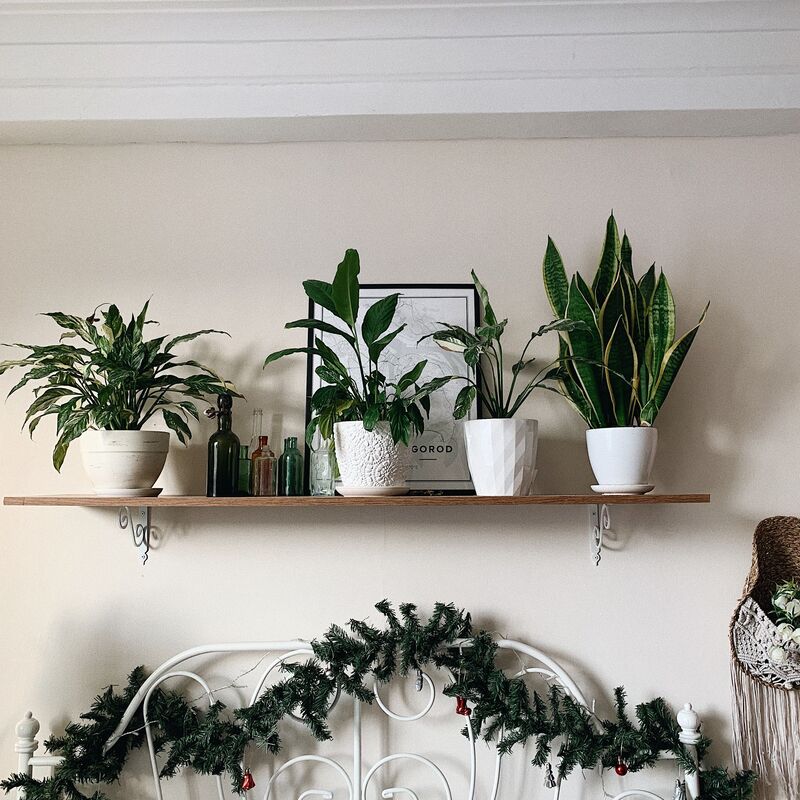 Potted plants displayed on a shelf above the bed