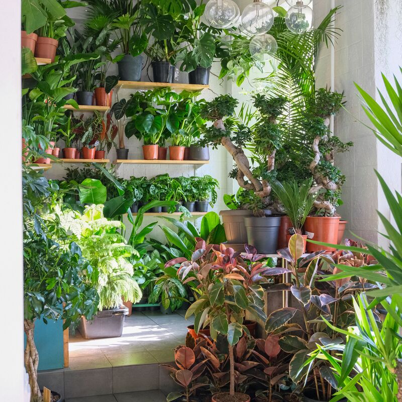 Lush indoor plant corner with mixed greenery near a window