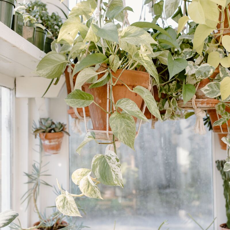 Trailing pothos plant hanging near a bright window